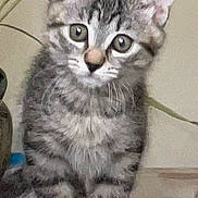 Miss Muffit is registered to the contest to win money with this photo: alert, animal, cat, curious, cute, ears, feline, fur, household, indoor, kitten, looking, mammal, pet, small, tabby, table, whiskers, wood, young