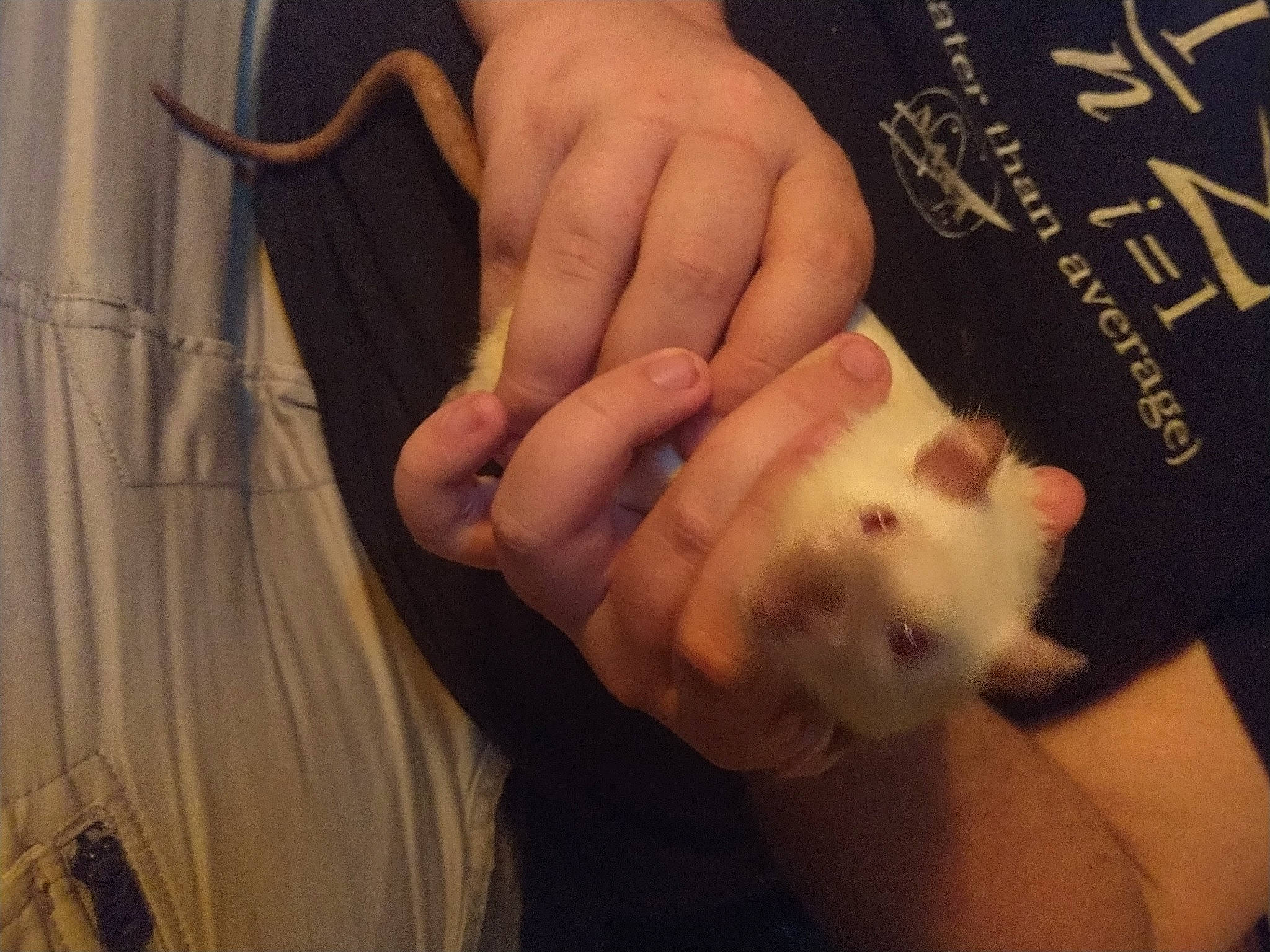 Circé a rejoint le concours — aidez-le/la à gagner de superbes lots ! carnivore, cat, claw, ear, felidae, finger, fur, gerbil, gesture, hand, kitten, nail, paw, small_to_medium_sized_cats, thumb, whiskers, wrist