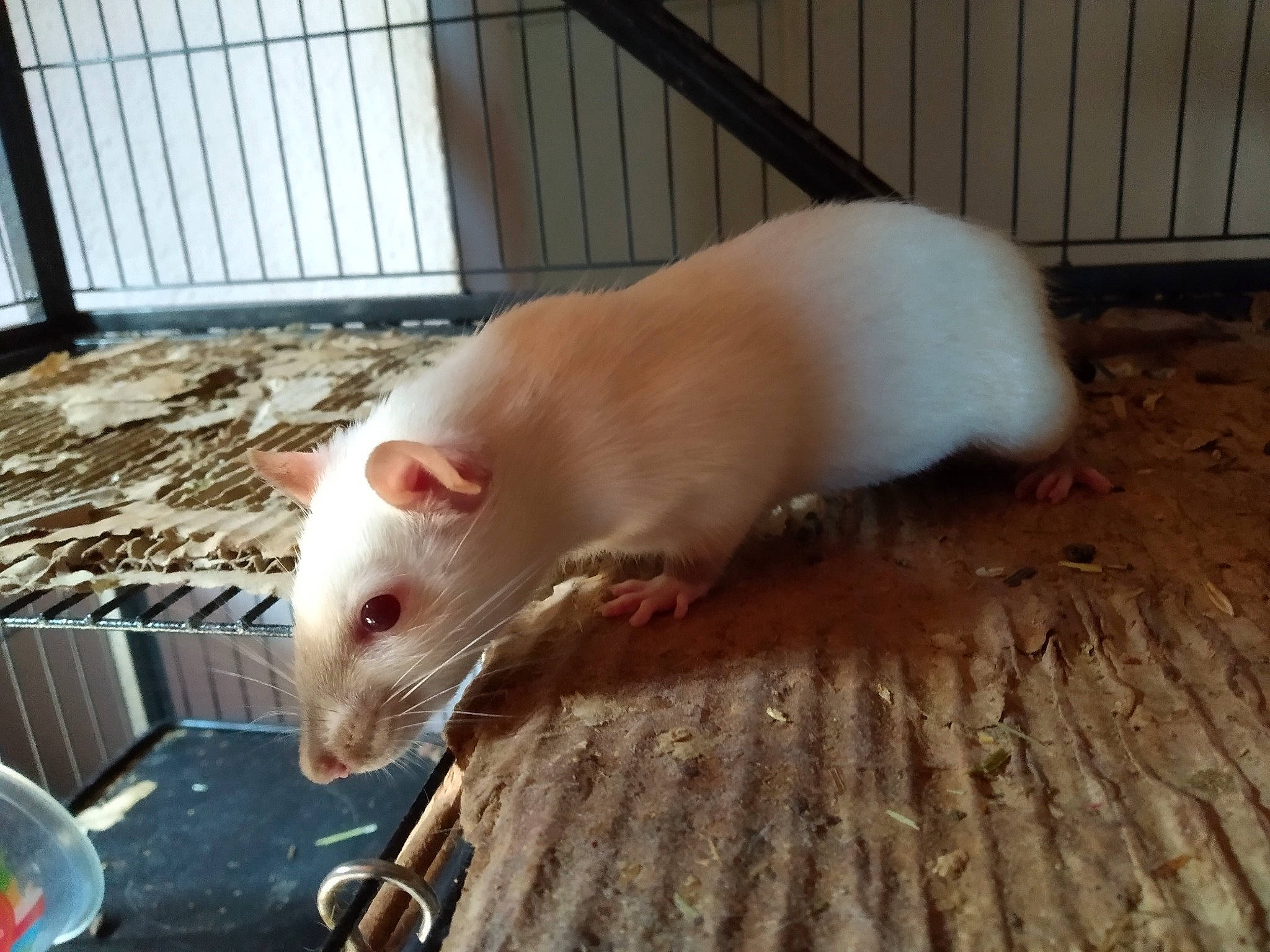 Circé a rejoint le concours — aidez-le/la à gagner de superbes lots ! animal_shelter, fawn, fur, gerbil, hamster, mammal, mouse, muridae, muroidea, mustelidae, pest, rat, rodent, snout, tail, vertebrate, whiskers