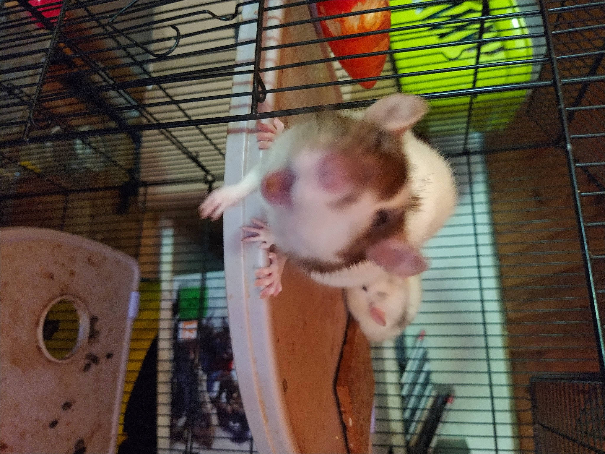 Perséphone a rejoint le concours — aidez-le/la à gagner de superbes lots ! animal_shelter, cage, chinchilla, degu, fawn, hamster, muridae, muroidea, rabbit, rabbits_and_hares, rat, rodent, snapshot, tail, whiskers