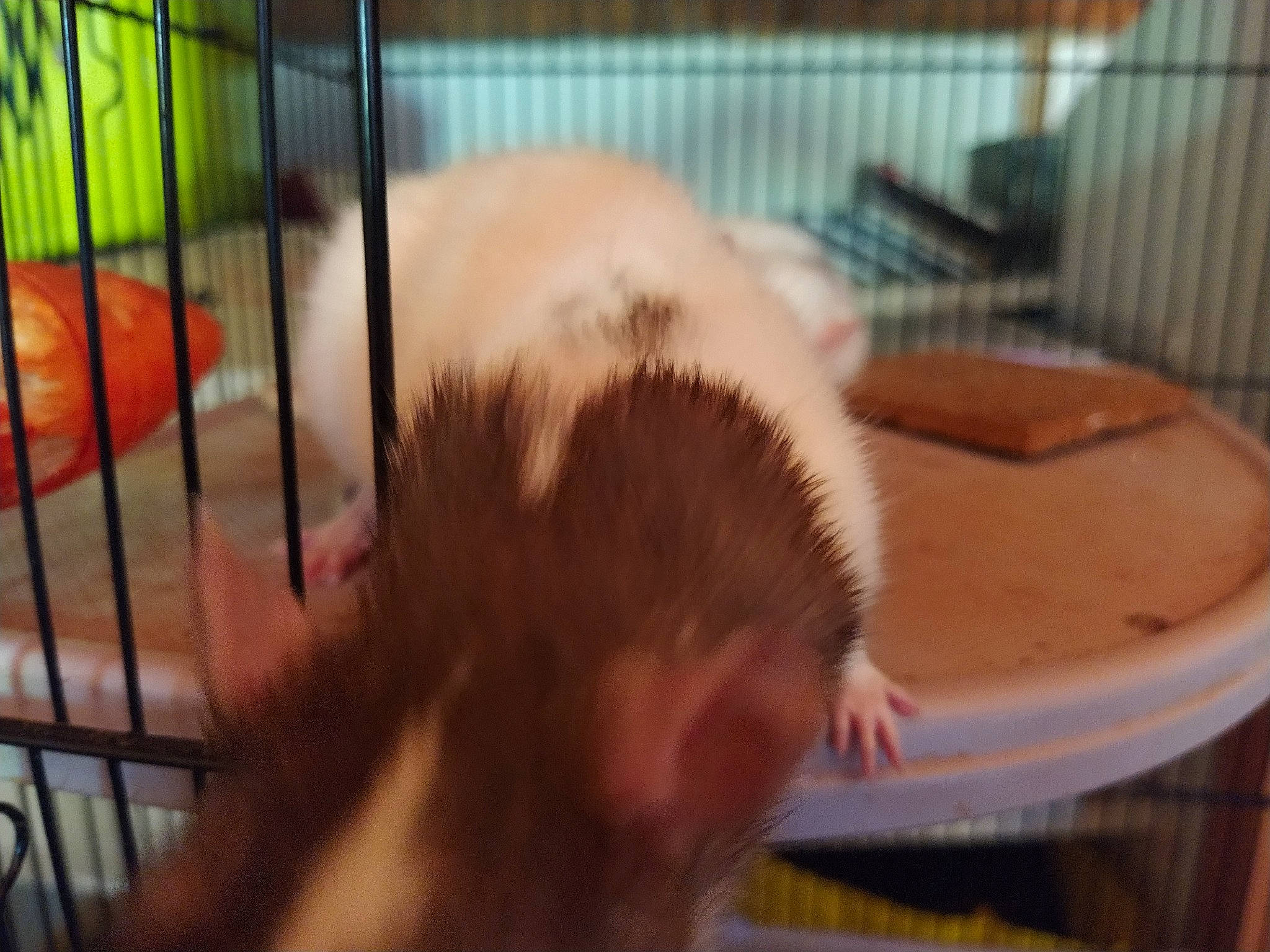 Perséphone participe au concours pour gagner de l'argent avec cette photo : animal_shelter, cage, degu, ear, fawn, ferret, gerbil, hamster, muridae, muroidea, rat, rodent, whiskers