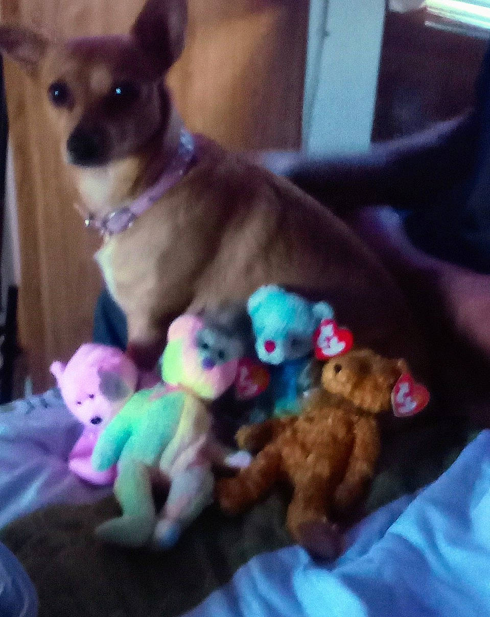 Junebug joined the competition — help win amazing prizes! canidae, carnivore, chihuahua, companion_dog, dog, dog_breed, dog_supply, fawn, fur, mammal, pet_supply, snapshot, snout, sporting_group, stuffed_toy, toy, toy_dog, vertebrate, whiskers, working_animal