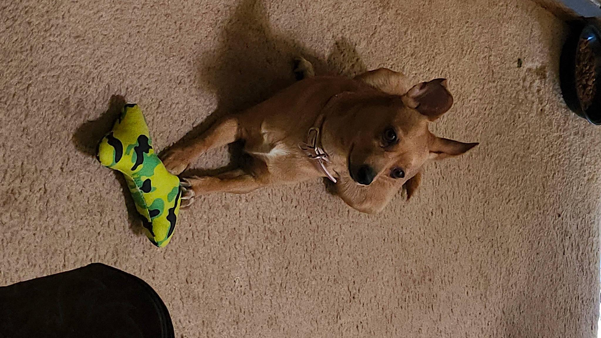 Junebug joined the competition — help win amazing prizes! canidae, carnivore, companion_dog, dog, dog_breed, dog_supply, dog_toy, fawn, non_sporting_group, paw, sand, shadow, snout, sporting_group, tail, terrestrial_animal, wood, working_animal