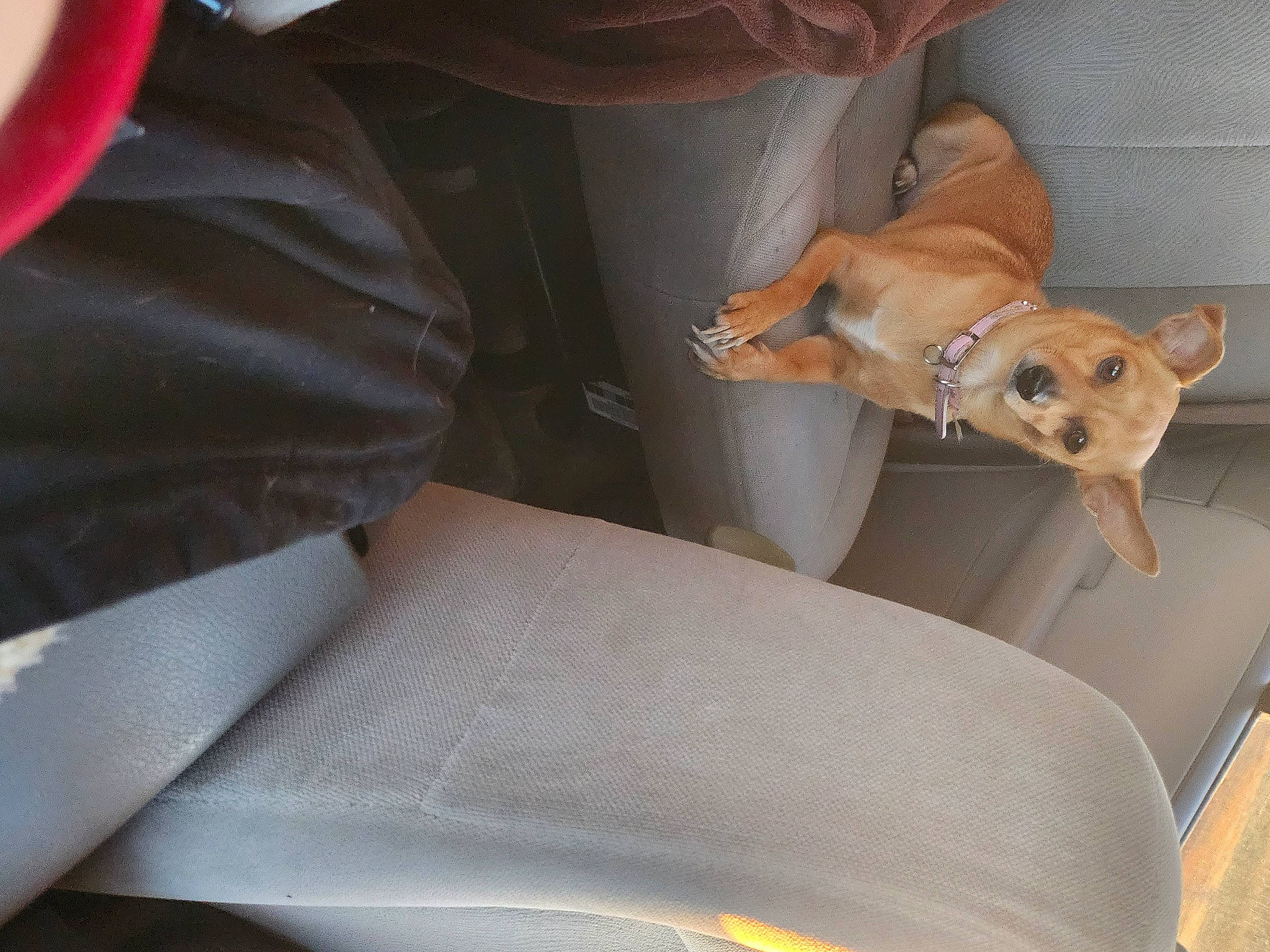 Junebug joined the competition — help win amazing prizes! auto_part, balloon, canidae, car_seat, carnivore, comfort, companion_dog, couch, dog, dog_breed, fawn, motor_vehicle, snout, sporting_group, stuffed_toy, vehicle, vehicle_door, window, windshield, working_animal