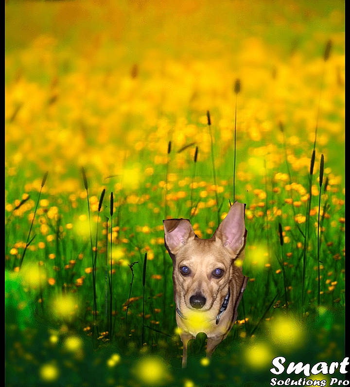 Junebug joined the competition — help win amazing prizes! adaptation, carnivore, companion_dog, dog, dog_breed, fawn, flower, grass, grass_family, grassland, green, happy, meadow, morning, natural_landscape, nature, people_in_nature, plant, prairie, snout