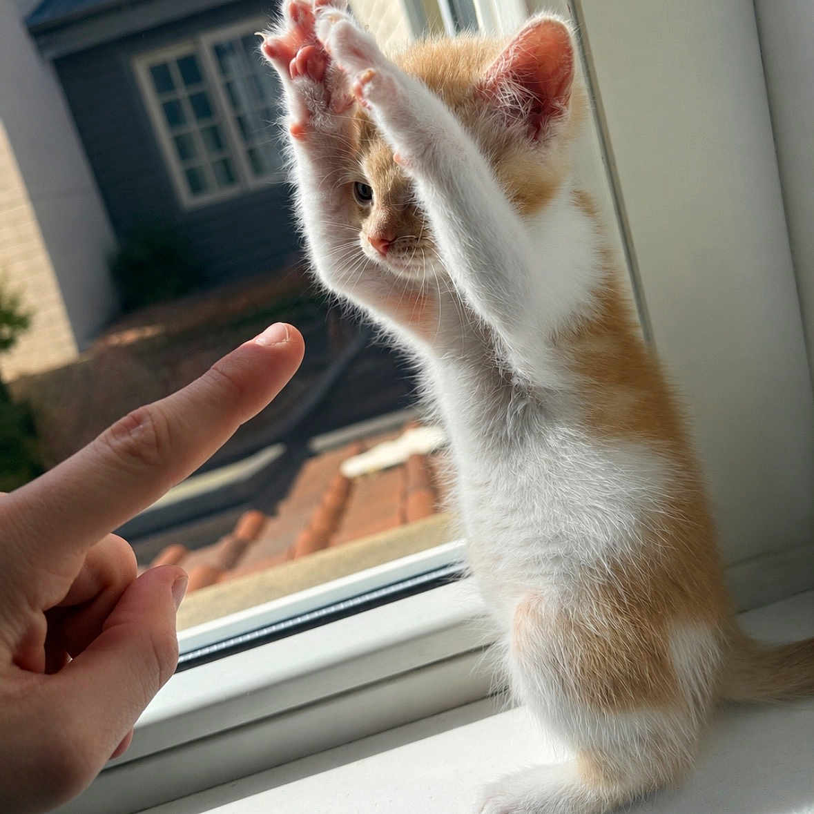 Pêche a rejoint le concours — aidez-le/la à gagner de superbes lots ! animal, cat, cute, feline, finger, fur, house, indoor, interaction, kitten, orange_and_white, paw, person, pet, playing, small, sunlight, window, windowsill, young