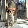 animal, cat, collar, curious, daylight, dusty_window, ears, feline, house, indoor, kitten, paws, pet, reflection, sitting, sunlight, whiskers, window, windowsill, young_cat
