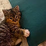 Capu participe au concours pour gagner de l'argent avec cette photo : animal, blanket, cat, comfort, cozy, cushion, cute, feline, fur, indoor, kitten, paw, pet, playful, relaxing, sleepy, soft, tabby, whiskers, young