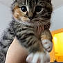 adorable, animal, cat, closeup, curious, cute, domestic, feline, furry, hand, holding, indoor, kitten, paws, pet, soft, striped, tabby, whiskers, young
