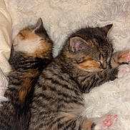 Capu a rejoint le concours — aidez-le/la à gagner de superbes lots ! adorable, animal, blanket, cat, companion, cozy, cute, domestic_cat, feline, fluffy, fur, indoor, kitten, paw, pet, resting, sleeping, tabby, two_animals, young