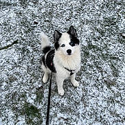 Anaya participe au concours pour gagner de l'argent avec cette photo : puppy, dog, black_and_white, blue_eyes, snow, grass, outdoor, leash, pet, animal, cute, fluffy, winter, young_dog, sitting, canine, fur, nature, playful, alert