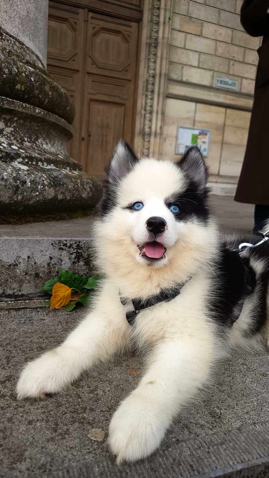 Anaya a rejoint le concours — aidez-le/la à gagner de superbes lots ! puppy, dog, blue_eyes, black_and_white, fluffy, outdoor, stone, door, column, leash, happy, tongue_out, close_up, pet, young_dog, animal, cute, sitting, fur, canine