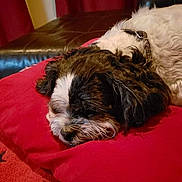 Taz is registered to the contest to win money with this photo: affenpinscher, animal, bed, blanket, canine, cockerspaniel, couch, cushion, dog, dogbed, furniture, homedecor, indoors, papillon, person, pet, pillow, puppy, sleeping, terrier