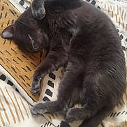 Mocchi a rejoint le concours — aidez-le/la à gagner de superbes lots ! cat, gray_cat, sleeping, curled_up, furry, pet, animal, cozy, blanket, patterned_blanket, indoor, resting, cute, soft, domestic_cat, whiskers, tail, paw, relaxation, home