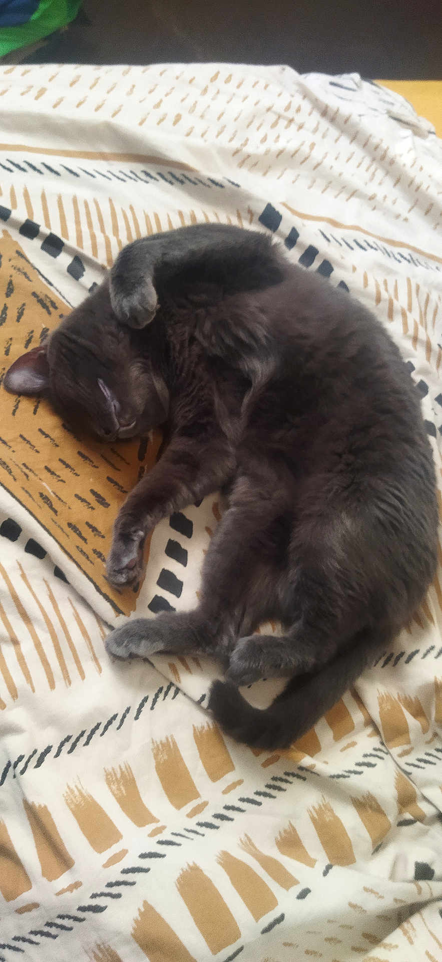 Mocchi a rejoint le concours — aidez-le/la à gagner de superbes lots ! cat, gray_cat, sleeping, curled_up, furry, pet, animal, cozy, blanket, patterned_blanket, indoor, resting, cute, soft, domestic_cat, whiskers, tail, paw, relaxation, home