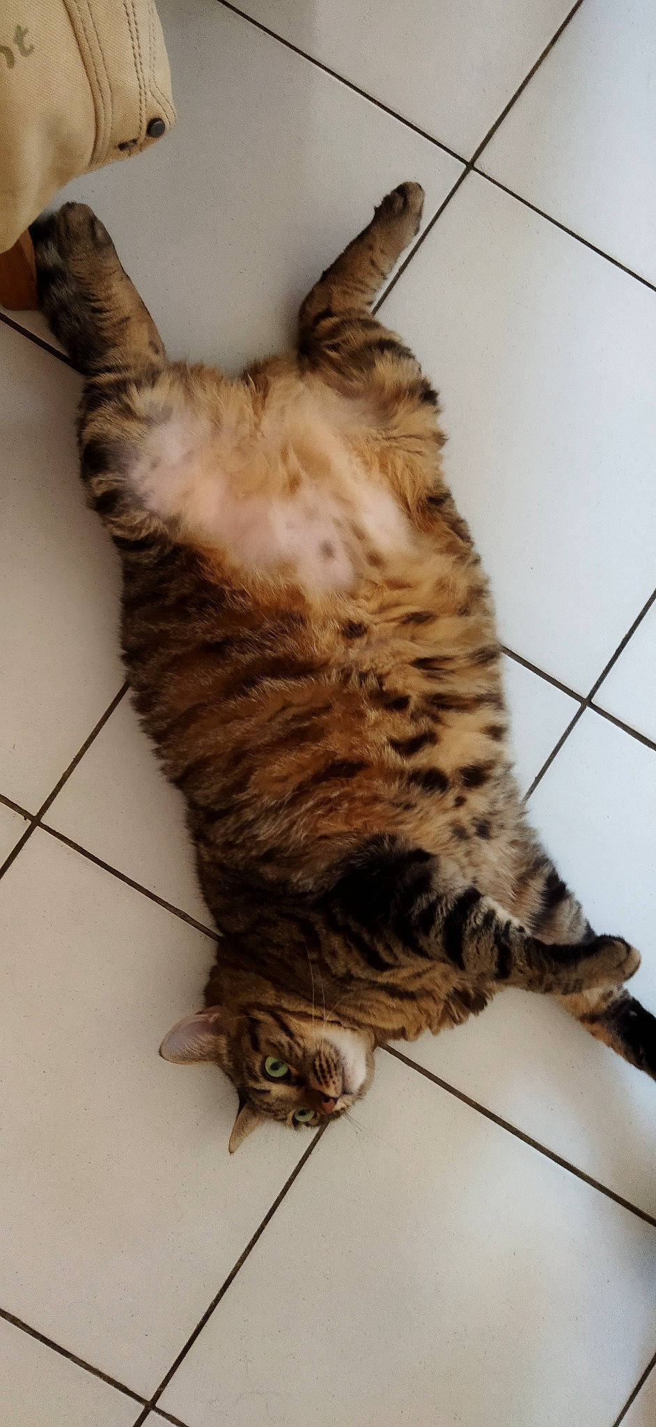 Minion a rejoint le concours — aidez-le/la à gagner de superbes lots ! carnivore, cat, claw, domestic_short_haired_cat, fawn, felidae, flooring, fur, paw, small_to_medium_sized_cats, snout, tail, terrestrial_animal, whiskers, wood