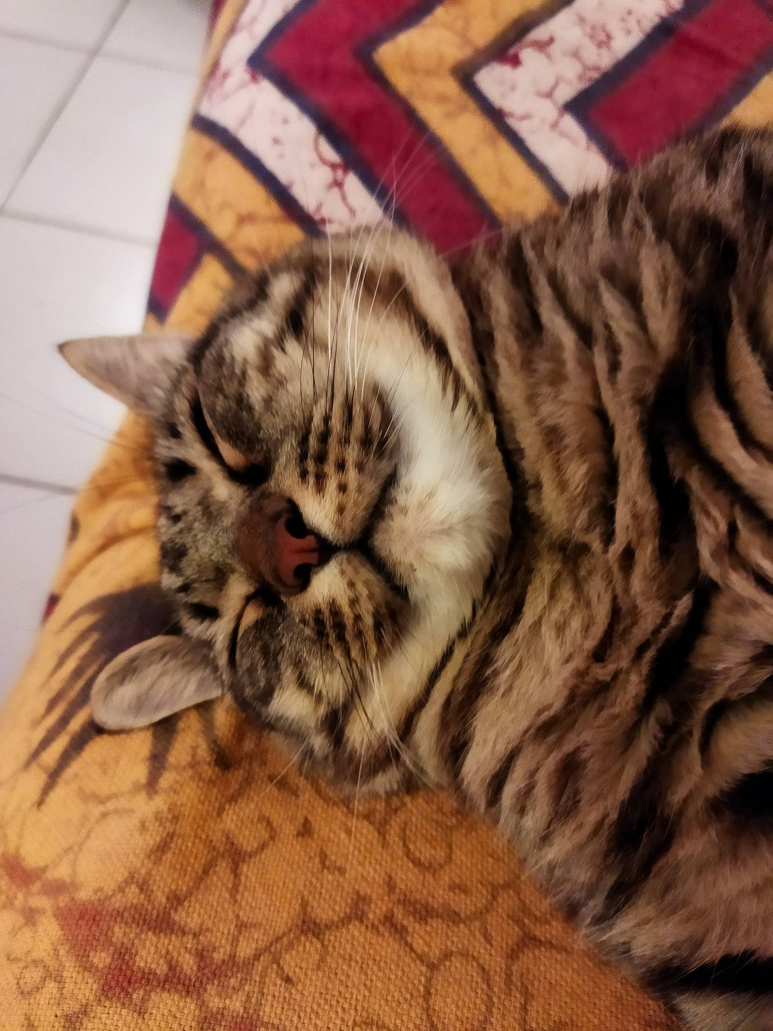 Minion a rejoint le concours — aidez-le/la à gagner de superbes lots ! bed, bedding, carnivore, cat, claw, comfort, couch, domestic_short_haired_cat, fawn, felidae, fur, linens, nap, pattern, paw, small_to_medium_sized_cats, snout, tail, whiskers, wood