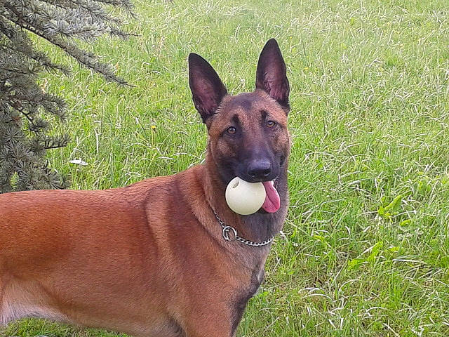 Liberty a rejoint le concours — aidez-le/la à gagner de superbes lots ! belgian_shepherd, belgian_shepherd_malinois, canidae, carnivore, dog, dog_breed, east_european_shepherd, fawn, german_shepherd_dog, kunming_wolfdog, mammal, police_dog, rare_breed_dog, snout, vertebrate