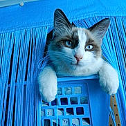 Chipie a rejoint le concours — aidez-le/la à gagner de superbes lots !