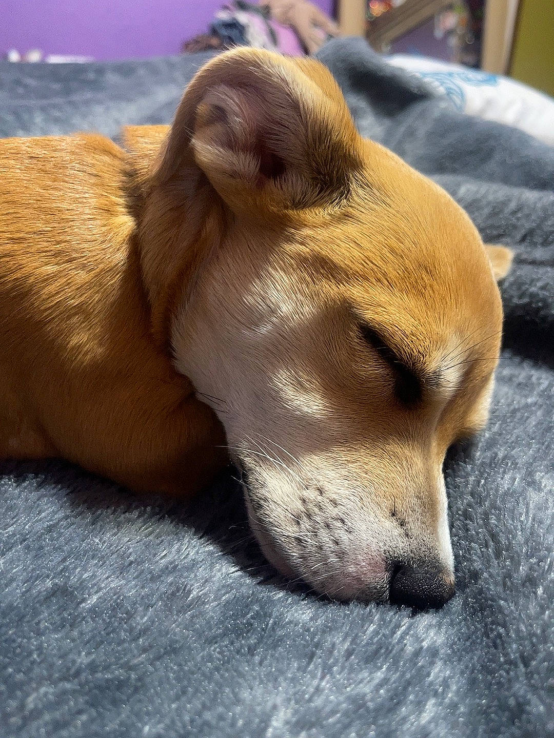 Sky joined the competition — help win amazing prizes! canidae, carnivore, collar, comfort, companion_dog, dog, dog_breed, ear, fawn, fur, liver, nap, pet_supply, snout, sporting_group, terrestrial_animal, whiskers, wood, working_animal