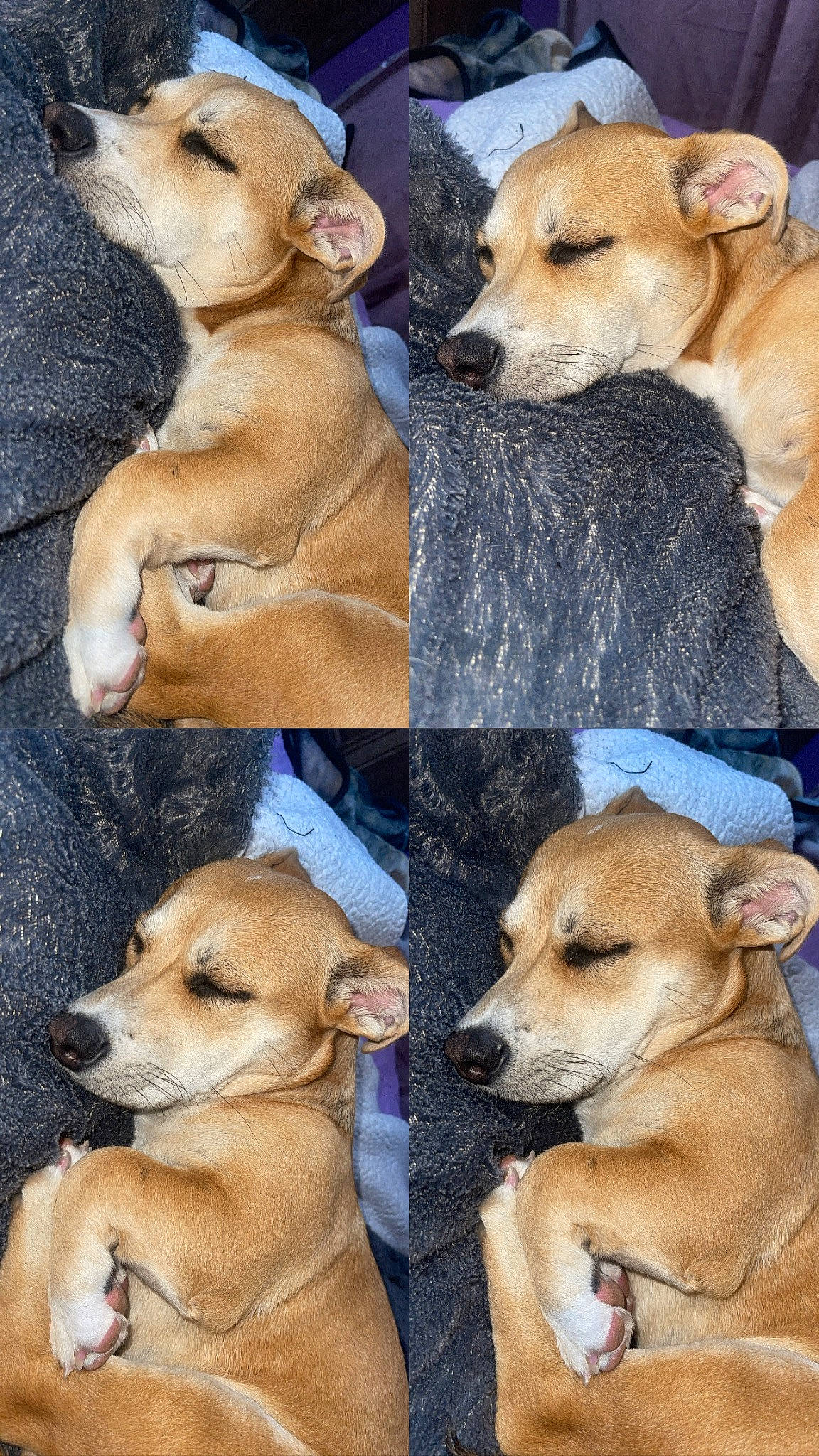 Sky is registered to the contest to win money with this photo: ancient_dog_breeds, art, canidae, carnivore, collage, companion_dog, dog, dog_breed, dog_collar, dog_supply, fawn, fur, mammal, non_sporting_group, photo_caption, snout, sporting_group, vertebrate, working_animal