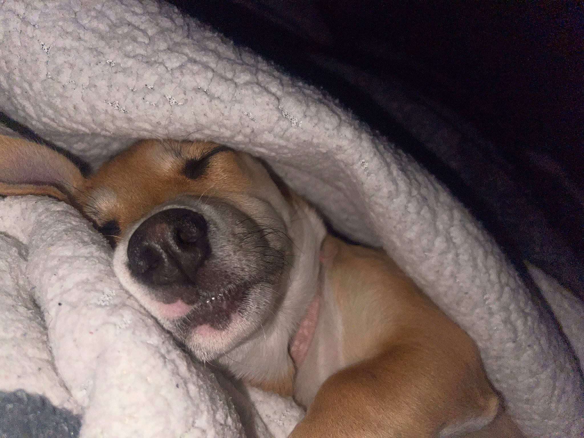 Sky joined the competition — help win amazing prizes! canidae, carnivore, comfort, companion_dog, dog, dog_breed, ear, fawn, fur, nap, non_sporting_group, paw, puppy, snout, sporting_group, terrestrial_animal, whiskers, wrinkle