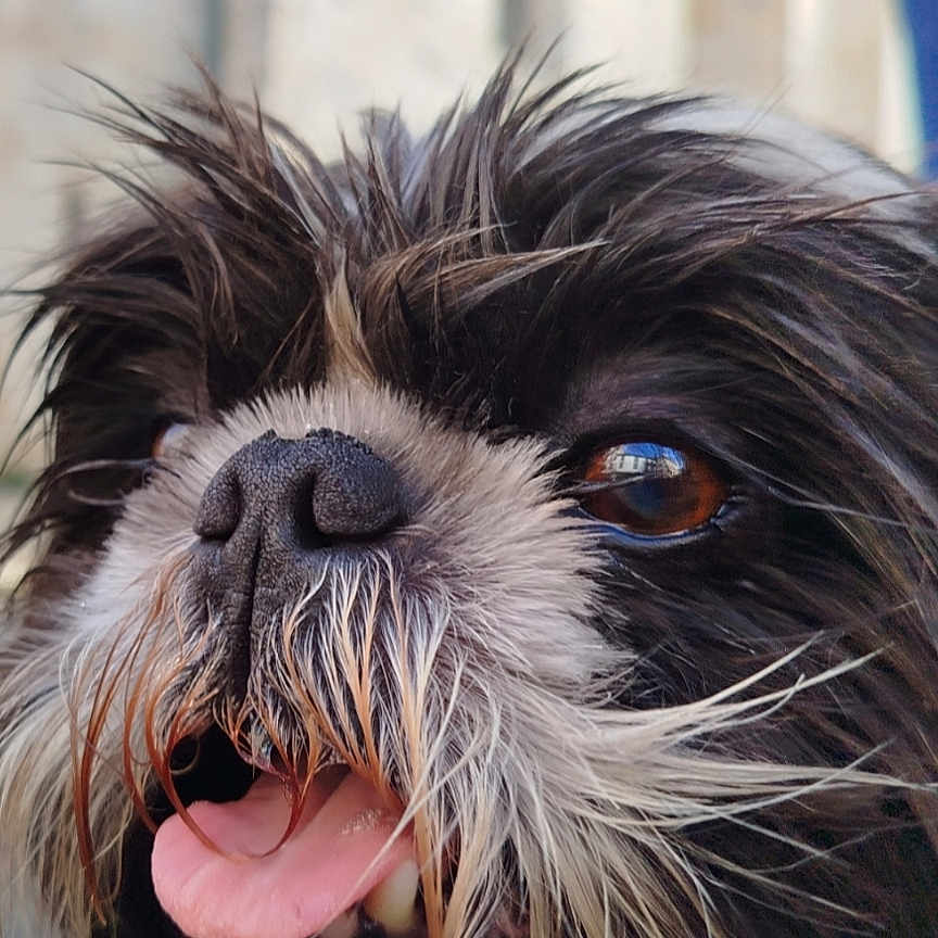 Morgan a rejoint le concours — aidez-le/la à gagner de superbes lots ! animal, background_blur, black_and_white, canine, close_up, cute, dog, eyes, fluffy, friendly, fur, happy, nose, outdoor, pet, portrait, smiling, tongue_out, wet_nose, whiskers