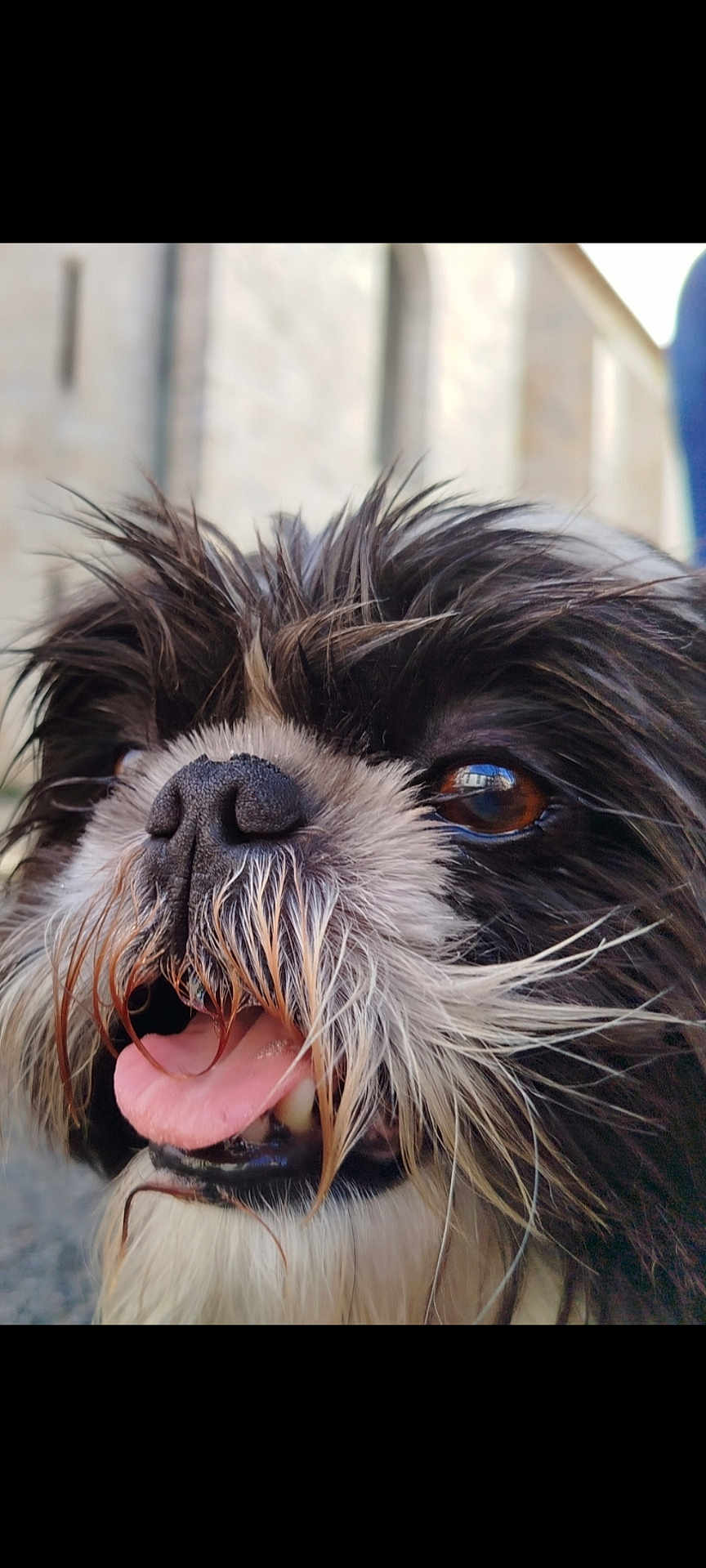 Morgan a rejoint le concours — aidez-le/la à gagner de superbes lots ! dog, close_up, tongue_out, black_and_white, fluffy, wet_nose, happy, pet, animal, outdoor, portrait, fur, cute, friendly, canine, smiling, whiskers, eyes, nose, background_blur