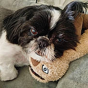 Morgan participe au concours pour gagner de l'argent avec cette photo : black_and_white, blanket, brown_eyes, close_up, couch, cozy, cuddling, dog, floppy_ears, fur, grumpy_expression, indoor, long_hair, pet, photography, plush, portrait, small_dog, stuffed_animal, toy
