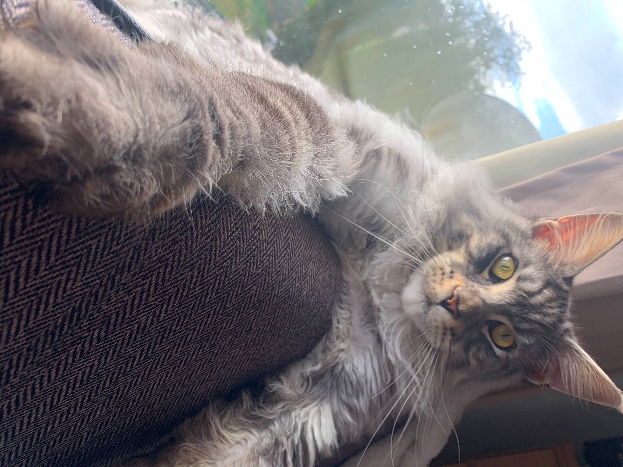 Art joined the competition — help win amazing prizes! carnivore, cat, claw, comfort, domestic_short_haired_cat, fang, felidae, fur, grey, paw, russian_blue, small_to_medium_sized_cats, snout, tail, terrestrial_animal, whiskers, wildlife, window