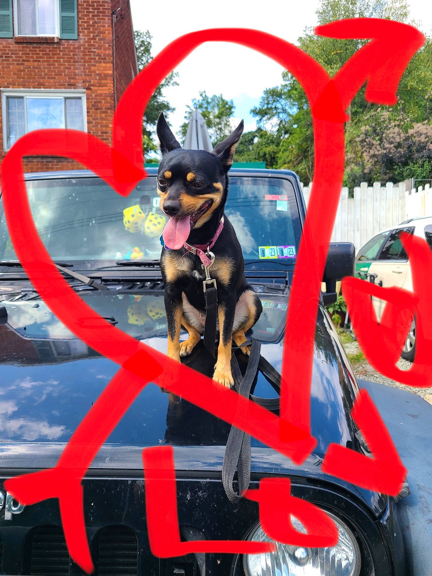 Beth joined the competition — help win amazing prizes! automotive_design, automotive_exterior, automotive_tire, carnivore, companion_dog, dog, dog_breed, dog_supply, fawn, hood, motor_vehicle, sky, snout, tire, toy_dog, tree, vehicle, wheel, window, working_animal