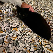 Plume participe au concours pour gagner de l'argent avec cette photo : black_cat, bedspread, floral_pattern, hand, indoor, pet, resting, comfort, animal, feline, sleepy, domestic, cozy, human_interaction, soft_lighting, textile, bedroom, patterned_fabric, animal_eyes, relaxation