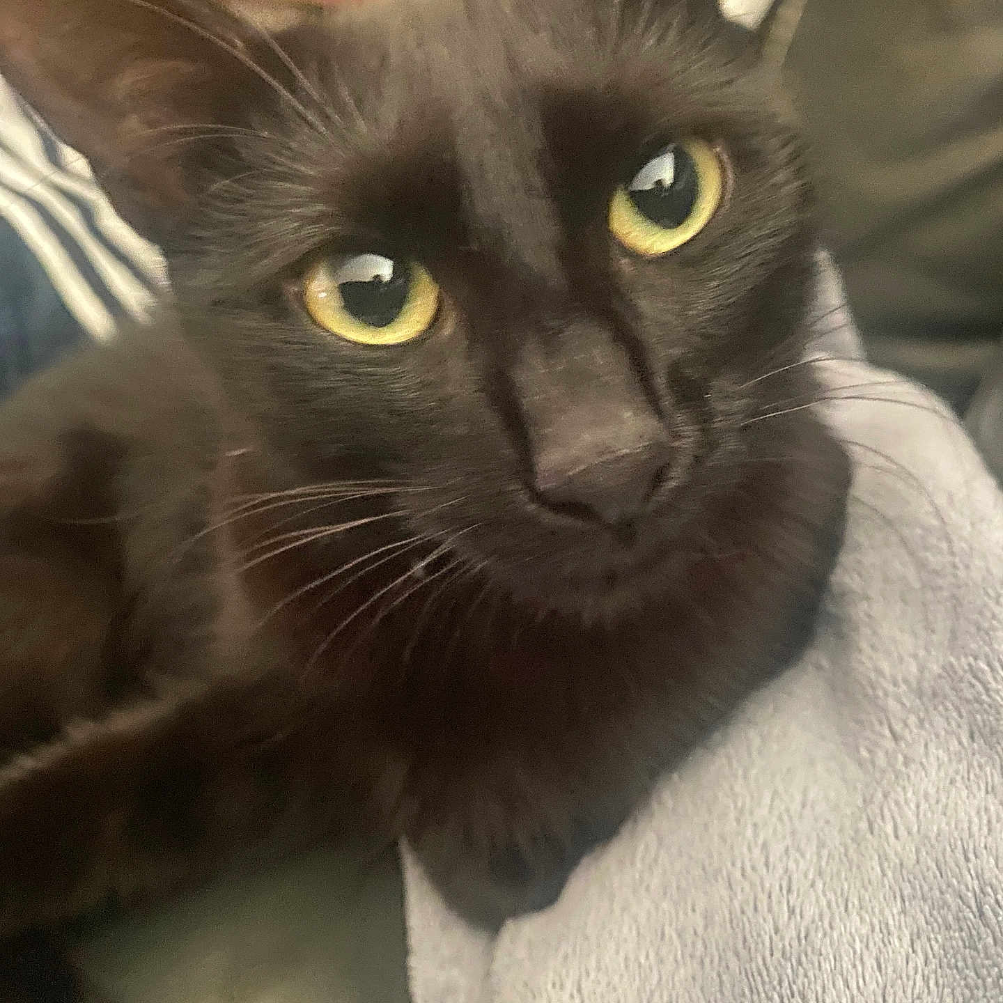 Plume a rejoint le concours — aidez-le/la à gagner de superbes lots ! animal, black_cat, blanket, cat, close_up, comfort, cozy, cute, domestic_animal, face, feline, fur, indoor, pet, portrait, relaxed, resting, soft_texture, whiskers, yellow_eyes