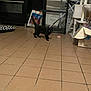 black_cat, cat, floor, tiled_floor, kitchen, stove, storage_rack, cat_tree, pet, indoor, household_items, curious, walking, furniture, home, animal, domestic, tile, appliance, box