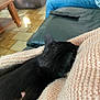 Plume participe au concours pour gagner de l'argent avec cette photo : black_cat, cat, knitted_blanket, peach_color, person, jeans, indoor, leather_couch, remote_control, wooden_table, tiled_floor, cozy, resting_cat, furniture, home, relaxation, comfort, warm_lighting, animal, pet