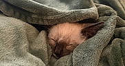 Lucifer is registered to the contest to win money with this photo: kitten, cat, sleeping, blanket, cozy, fur, pet, nap, soft, warm, indoors, cute, animal, resting, comfort, wrapped, face, ear, peaceful, closeup