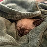 kitten, cat, sleeping, blanket, cozy, fur, pet, nap, soft, warm, indoors, cute, animal, resting, comfort, wrapped, face, ear, peaceful, closeup