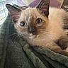 kitten, cat, siamese, blue_eyes, close_up, pet, animal, feline, whiskers, ears, blanket, indoor, window, soft_texture, curious, young, cute, resting, cozy, fur