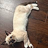 cat, kitten, siamese, floor, wooden_floor, pet, animal, fur, whiskers, ears, paws, curious, lying_down, indoor, young, cute, domestic_animal, playful, small, relaxed