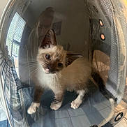 Lucifer joined the competition — help win amazing prizes! kitten, cat, siamese_cat, pet_carrier, transparent_bubble, indoor, reflection, person_reflection, curious, cute, animal, whiskers, ears, face, paws, floor, window, light, fabric, home