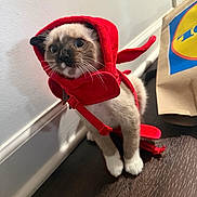 Lucifer is registered to the contest to win money with this photo: kitten, cat, siamese, red_hood, costume, pet, indoor, curious, floor, paper_bag, animal, young, cute, whiskers, ears, paws, feline, domestic, adorable, playful