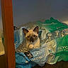 Lucifer is registered to the contest to win money with this photo: cat, siamese_cat, kitten, bottled_water, plastic_packaging, indoor, floor, wood_floor, curious, pet, animal, container, plastic, blue, green, household, wall, object, cute, domestic_animal