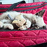 kitten, sleeping, toy_mouse, red_bag, quilted, pet, fur, paw, cute, resting, animal, domestic_cat, closeup, cozy, indoor, small, adorable, fluffy, relaxed, soft