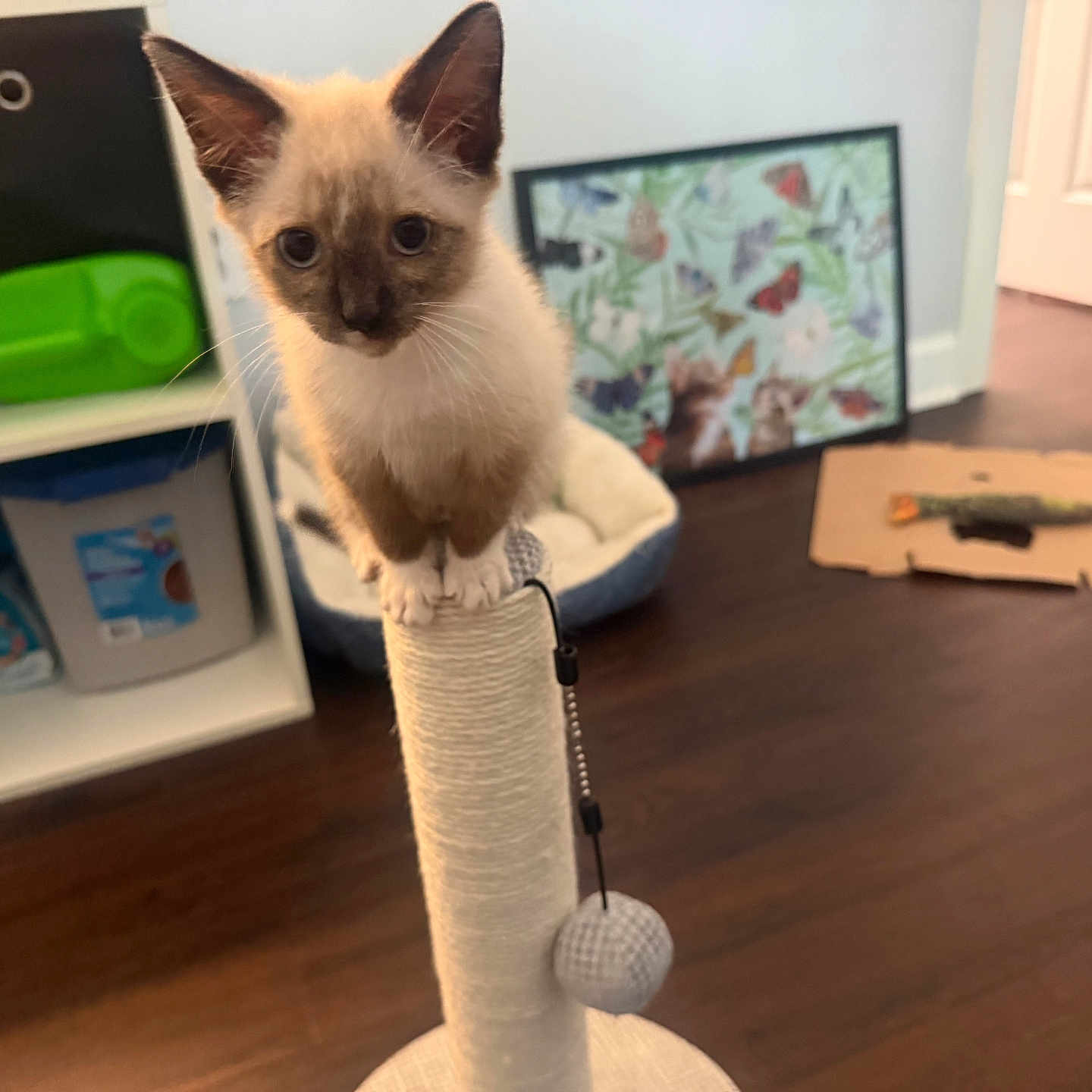 Lucifer is registered to the contest to win money with this photo: kitten, cat, scratching_post, indoor, floor, cat_bed, artwork, butterflies, cardboard, toy, wooden_floor, pet, curious, small, young, feline, home, cozy, playful, animal