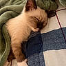 Lucifer is registered to the contest to win money with this photo: kitten, cat, sleeping, blanket, paw, fur, cozy, indoor, pet, animal, rest, cute, young, soft, napping, closeup, comfort, domestic_cat, relaxation, bedspread