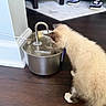 Lucifer is registered to the contest to win money with this photo: kitten, cat, water_fountain, stainless_steel, wooden_floor, curious, indoor, pet, animal, flooring, furniture, legs, slippers, patterned_leggings, home, domestic, young_cat, fluffy, white_paws, brown_ears