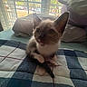 kitten, cat, pet, animal, indoor, blanket, window, sunlight, curious, cute, feline, ears, tail, bed, cozy, resting, young, small, home, soft