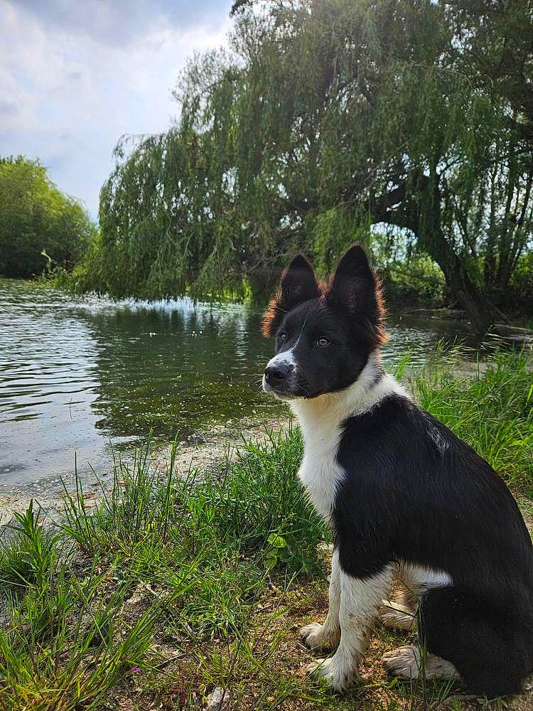 Baloo participe au concours pour gagner de l'argent avec cette photo : carnivore, cloud, companion_dog, dog, dog_breed, grass, herding_dog, lacustrine_plain, lake, mcnab, plant, reservoir, sky, snout, tail, tree, water, whiskers, working_animal, working_dog