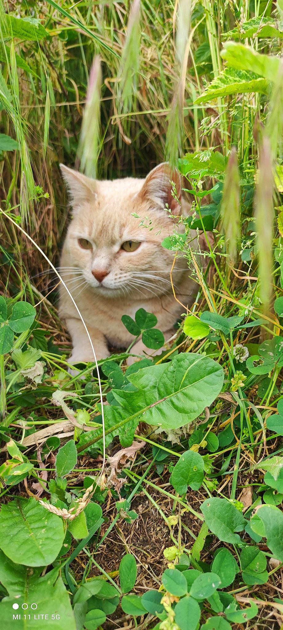 Louloute participe au concours pour gagner de l'argent avec cette photo : annual_plant, carnivore, cat, domestic_short_haired_cat, fawn, felidae, fur, grass, groundcover, herb, plant, small_to_medium_sized_cats, snout, tail, terrestrial_animal, tree, twig, whiskers, wildlife, wood