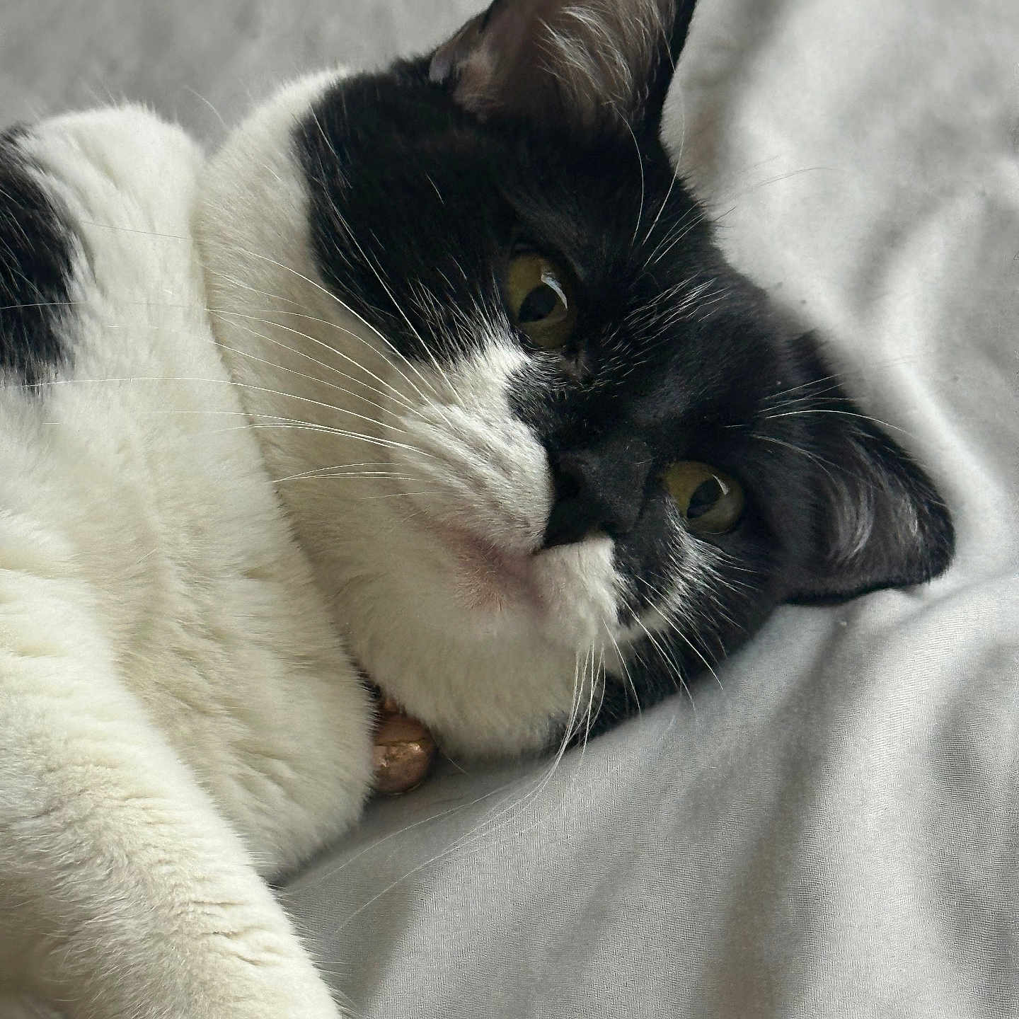 Seisy joined the competition — help win amazing prizes! animal, bed, black_and_white, cat, close_up, collar, cute, domestic, ears, feline, fur, indoor, lying_down, pet, portrait, relaxed, resting, sleepy, soft_texture, whiskers